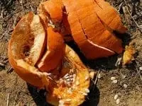 punkin-chunkin-pics-1-200x150